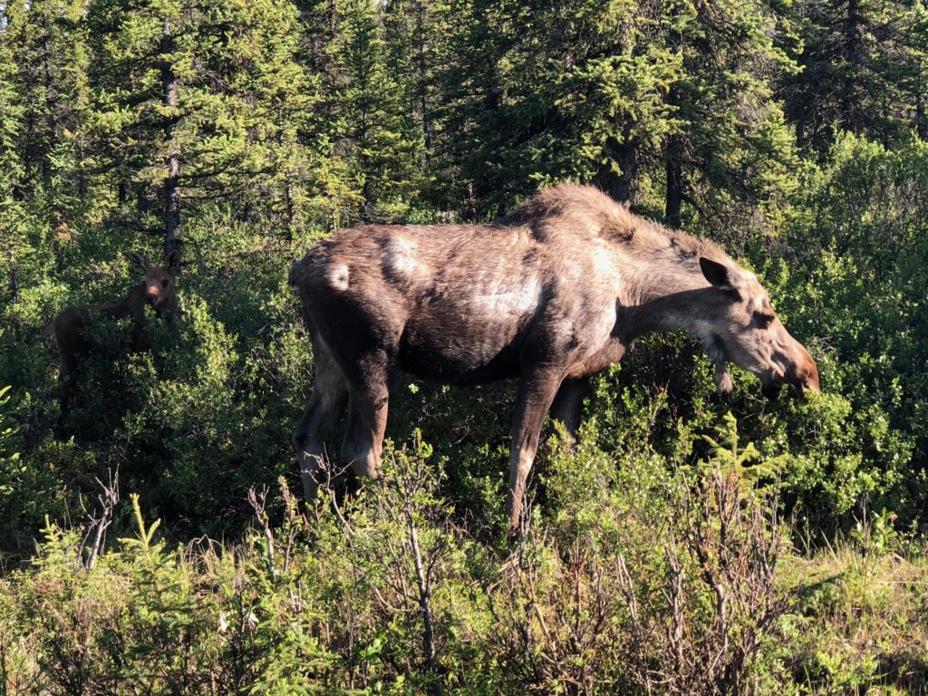 Two moose on the side of the road grazing